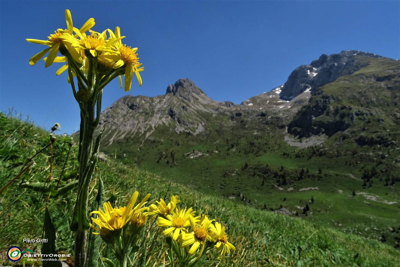 30 Senecio di Gaudin (Senecio gaudinii) con vista in Arera-Corna Piana.JPG -                                